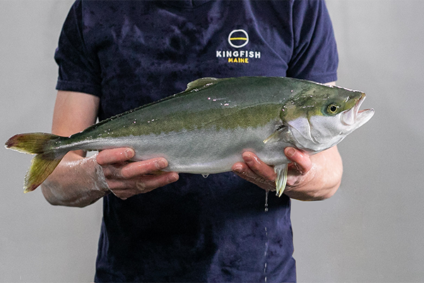 Article image for Kingfish Maine harvests small batch of RAS Dutch yellowtail