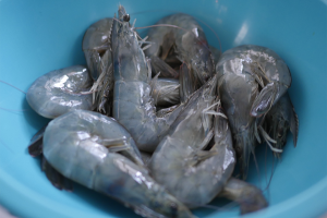 Los Angeles shrimp farm