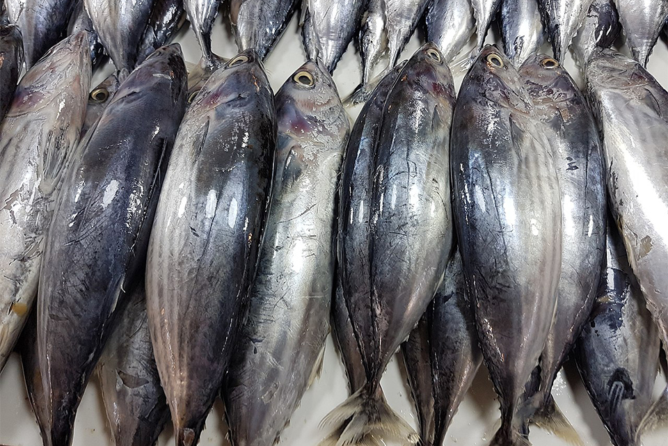 major tuna species