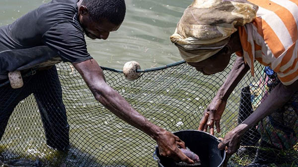 Article image for UNCTAD funding to help Angola grow fisheries and aquaculture sector