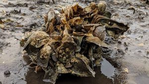 Can drones detect early signs of oyster reef deterioration?