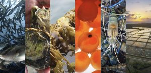 Blue Food Innovation Summit seeks to quicken aquaculture’s pace of progress