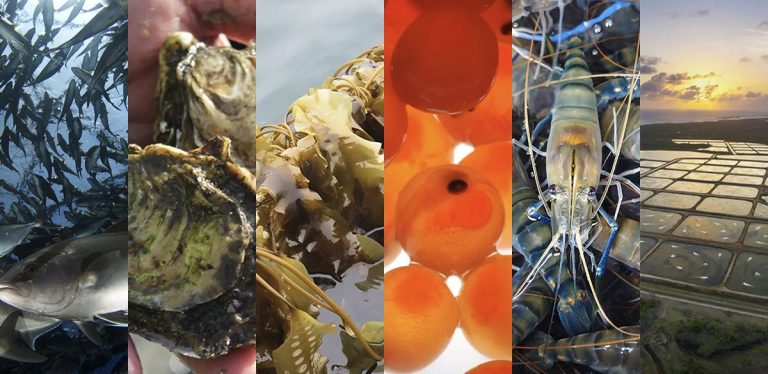 Article image for Blue Food Innovation Summit seeks to quicken aquaculture’s pace of progress