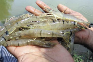 UK, India ink research agreement to advance shrimp farming, HAB detection, fisheries