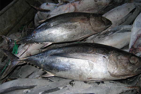 Article image for A synthetic control approach to estimate the effect of total allowable catch limits in the high seas