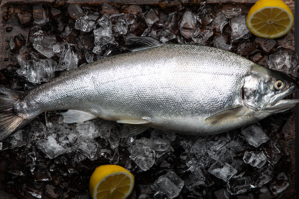 Coho salmon farmer sees Ike Jime partnership as a welfare and