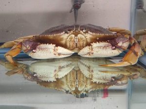 Could losing a sense of smell explain why crab populations are declining?