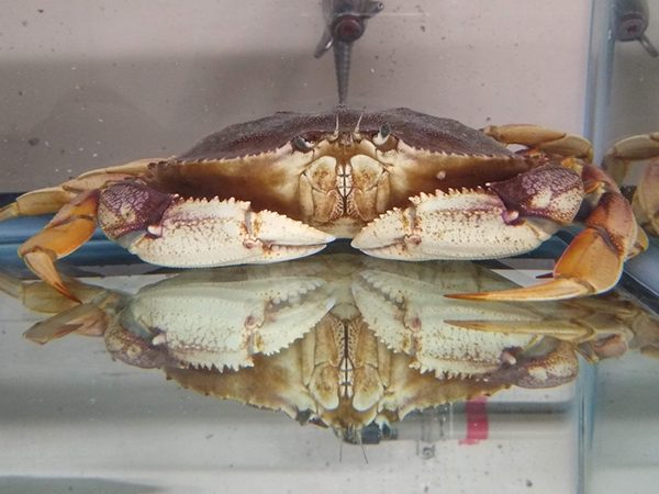 crab population