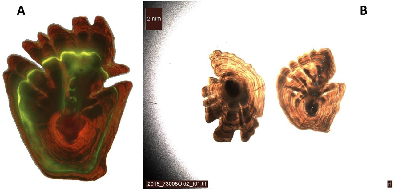 Artificial neural networks can predict age in Greenland halibut using