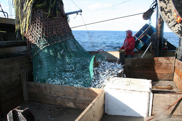 Article image for NOAA report shows ‘continued progress’ in U.S. fisheries management