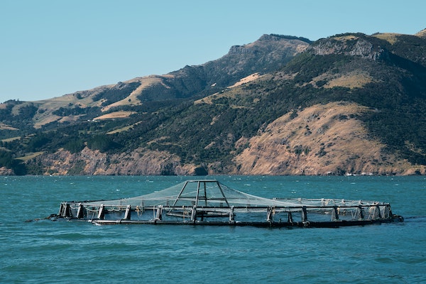 Article image for Diversifying aquaculture production ‘critical’ to tackle global food security and biodiversity risks, warns Planet Tracker