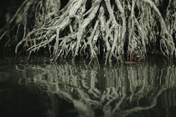 mangrove restoration