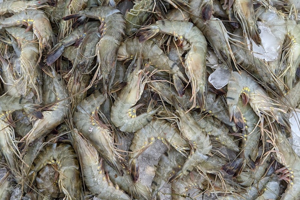 Seafood traceability