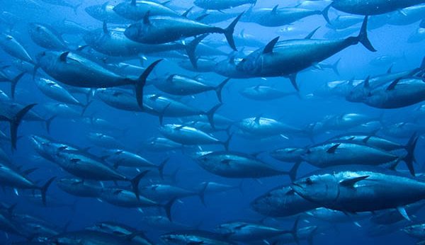 effects of climate change