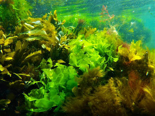 Article image for Twenty species of sea lettuce found along the Baltic and Scandinavian coasts could benefit aquaculture industry