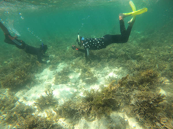 Article image for With ocean warming, wild seaweed stocks risk collapse without protection, experts warn