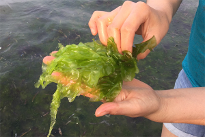 Effect of water depth on growth of the macroalgae Ulva lactuca in a biofloc system
