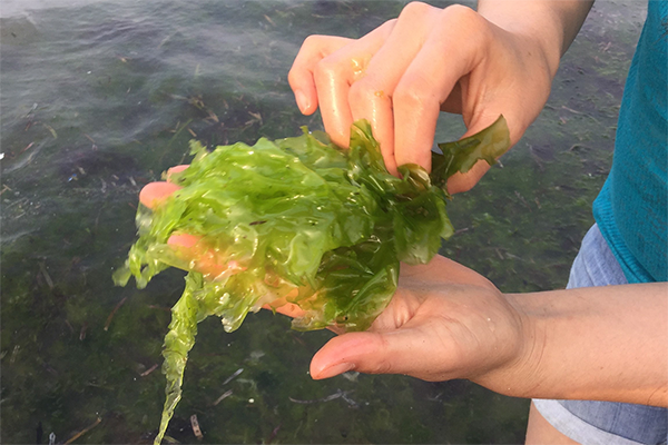 Article image for Efecto de la profundidad del agua sobre el crecimiento de la macroalga Ulva lactuca en un sistema de biofloc