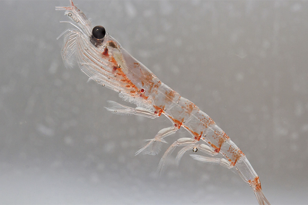krill replacements