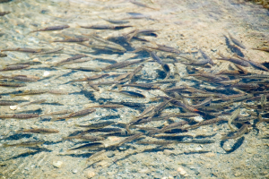 Thermal effects on ecological traits of salmonids