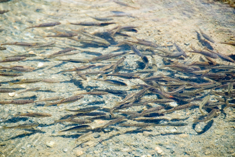 Article image for Thermal effects on ecological traits of salmonids