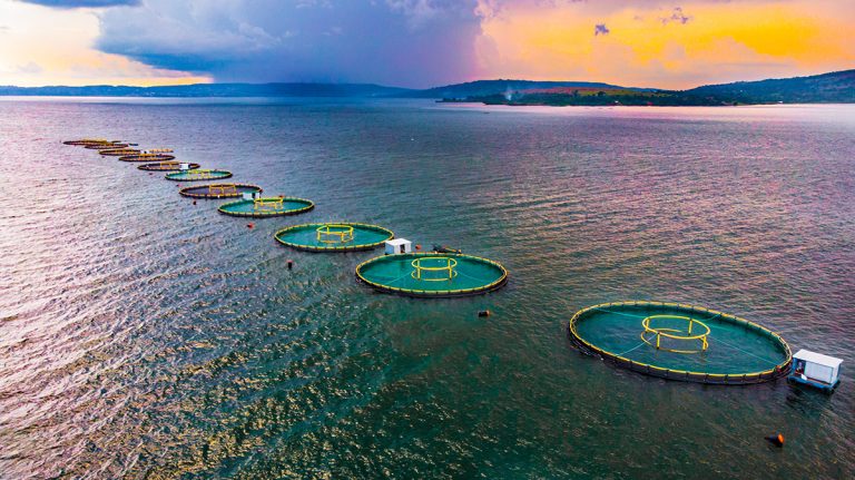 Article image for Journal examines aquaculture’s valuable contribution to global food production