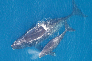 NOAA seeks to improve North Atlantic right whale risk assessments