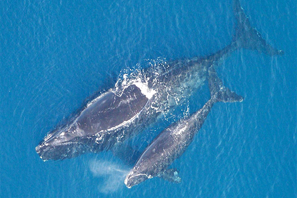 North Atlantic right whale