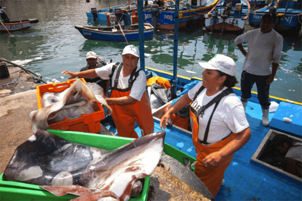 Article image for Peru enables 930 artisanal fishing vessels to access mahimahi, squid