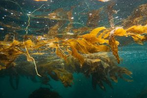Study: Large-scale seaweed farming for carbon capture ‘may not be feasible’