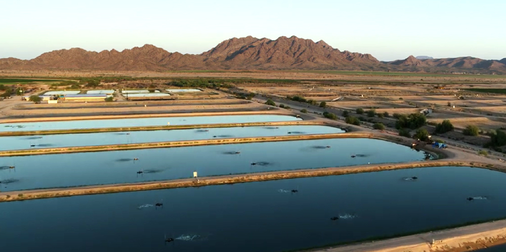 shrimp farming in the desert