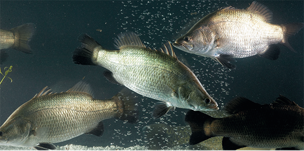 Article image for Can artificial intelligence revolutionize barramundi aquaculture?