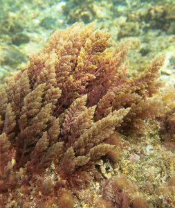 ‘Red sea plume’ alga may significantly reduce greenhouse gas emissions from cow manure