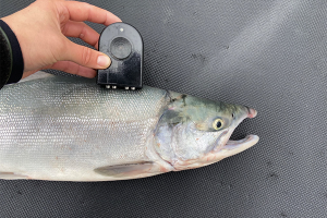Alaska salmon processors trialing CQF’s portable quality-measuring device