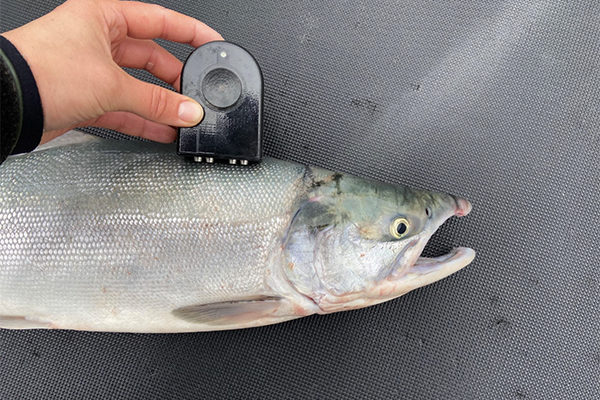 Article image for Alaska salmon processors trialing CQF’s portable quality-measuring device