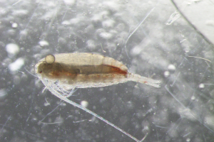Estimating surface copepod concentrations using satellite imagery