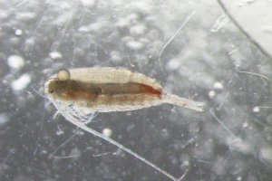 copepod