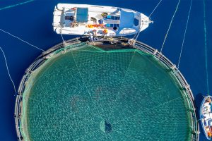 Study: 83% of southern Europeans support humane fish slaughter