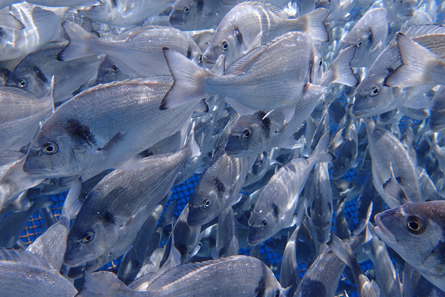 aquaculture tourism