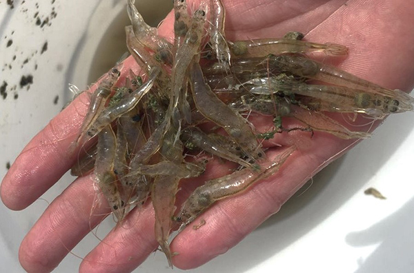 Article image for Examining the horizontal transmission of WSSV in Pacific white shrimp
