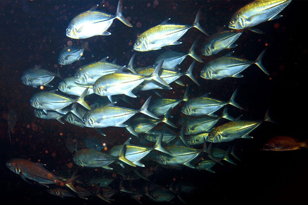 Article image for Creating a teleost fish traceability program based on genetic data from the Pacific coast of Panama