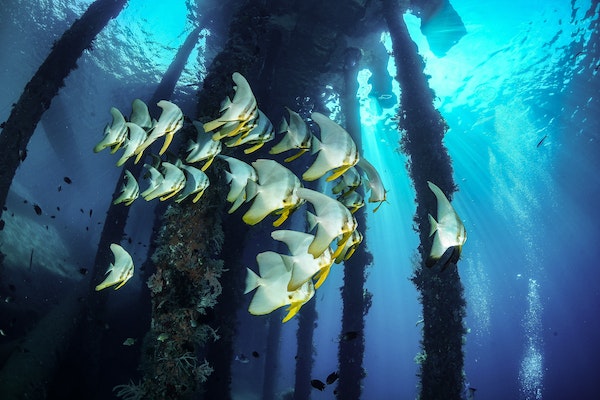 Article image for Can artificial reefs in seagrass meadows help protect the ocean against climate change?