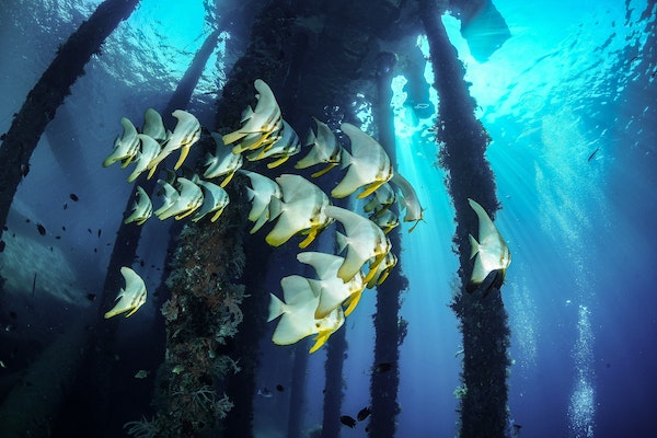 artificial reefs