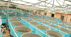 Morocco hopes its first fish hatchery will advance the aquaculture sector