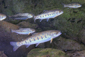 OSU: Columbia River Basin fish stocks fail to improve despite billions in conservation spending
