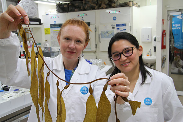 Article image for The Nature Conservancy announces unique giant kelp forest restoration project in Tasmania
