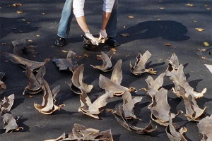European Commission to step up measures to curb shark-finning trade