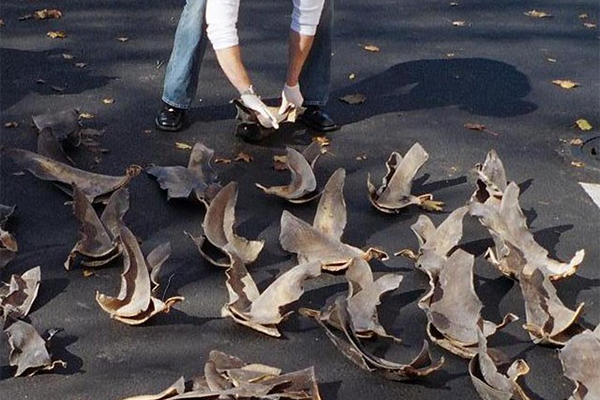 Article image for European Commission to step up measures to curb shark-finning trade