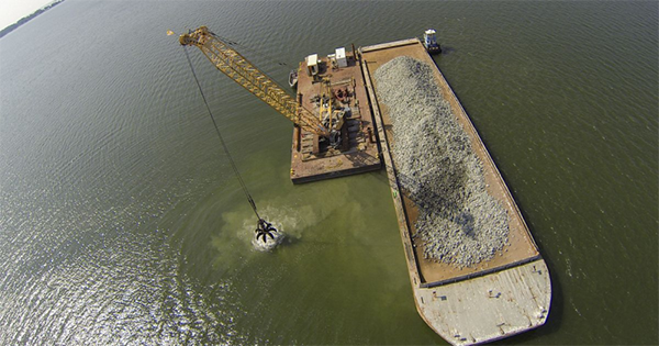 Article image for World’s largest oyster reef restoration project shows ‘significant progress’