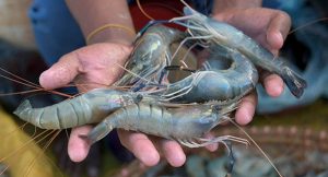 sustainable shrimp